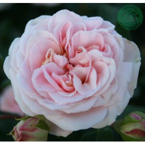 Dronning Margrethe - buketrose