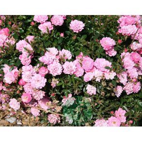 Easy Cover - Bunddkke rose.