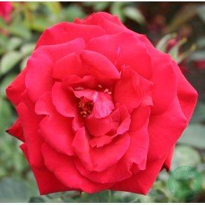 Erotika - stor blomstrende rose.