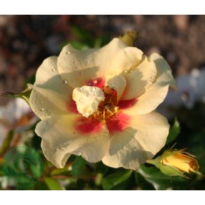 Eye of a tiger - buketrose