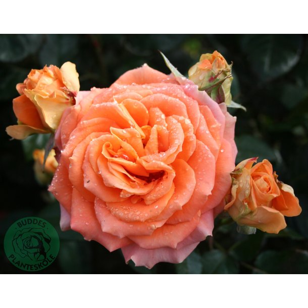Flora Danica - stor blomstrende rose.