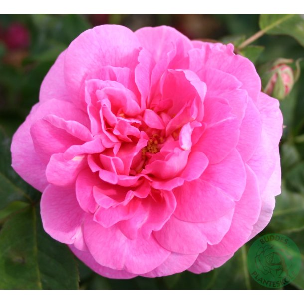 Gertrude Jekyll - engelsk rose