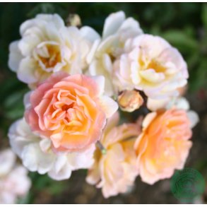 Ghislaine de Feligonde - historisk rose - 150-200 cm