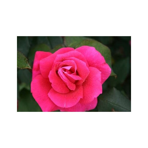 Hanne