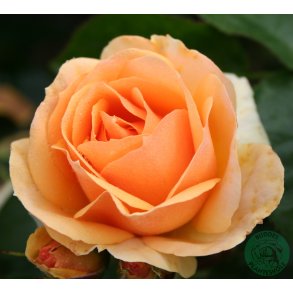 Hansastadt Rostock - buketrose