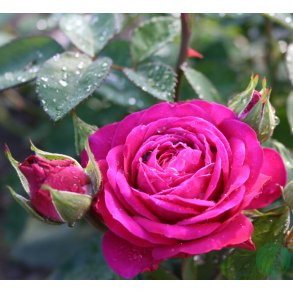 Heidi Klum - buketrose