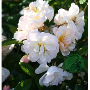 Helenae Lykkefund 200-300 cm.