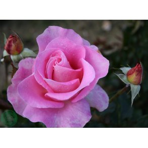 Hella Joof - slyngrose 75 - 125 cm