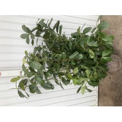 Laurbrkirseb.  "Novita" 80/100 cm. med klump.