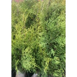 Thuja Brabant 80/100 cm. ST�RKT NEDSAT.