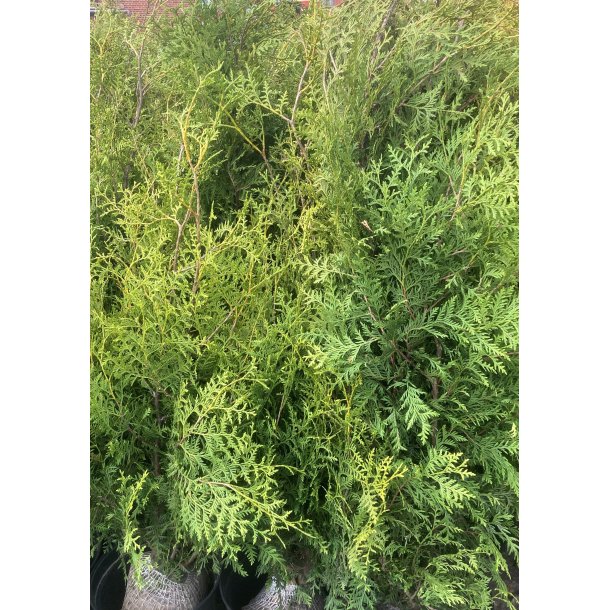 Thuja Brabant 180/200 cm. med klump