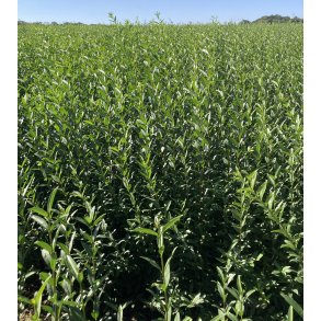 Liguster ''Liga'' 100/120 cm. SPAR 30%