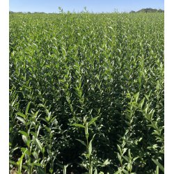 Liguster Liga 80/100 cm SPAR OP TIL 40% 