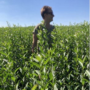 Liguster Liga 80/100 cm SPAR OP TIL 40% 