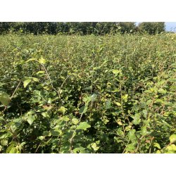 Kraftige Bg i 50/80 cm. SPAR  30 %