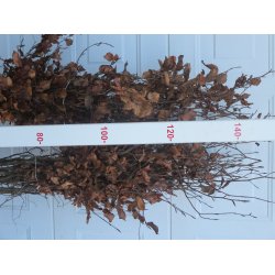 4. rige Bg i 120/150 cm. 