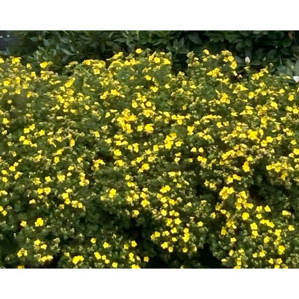 Potentilla ''Goldfinger'' 30/50 cm.