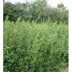 Liguster Liga Frdig hk 150/175 cm. Spar op til 37%