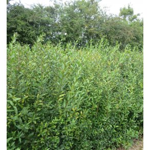 Liguster Liga Frdig hk 175/200 cm.