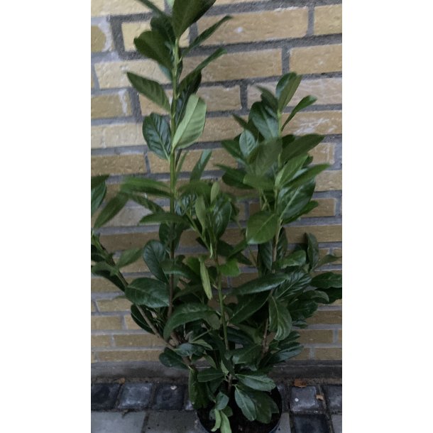 Laurbrkirseb.  "Novita" +100 cm i potte.