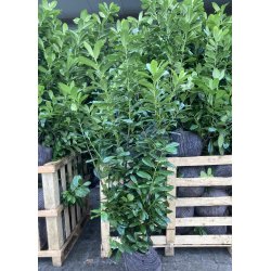 Laurb�rkirseb�r  "Novita" 150/175 cm med klump.