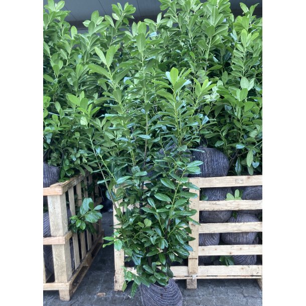 Laurb�rkirseb�r  "Novita" 150/175 cm med klump.