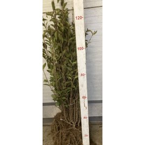 Liguster Ovalifolium 80/120 cm