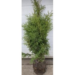 Thuja Brabant 80/100 cm. ST�RKT NEDSAT.