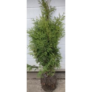 Thuja Brabant 80/100 cm. ST�RKT NEDSAT.