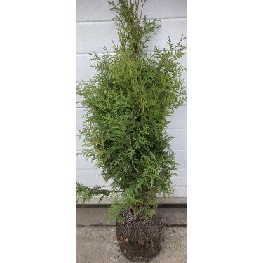 Thuja Brabant 80/100 cm. ST�RKT NEDSAT.
