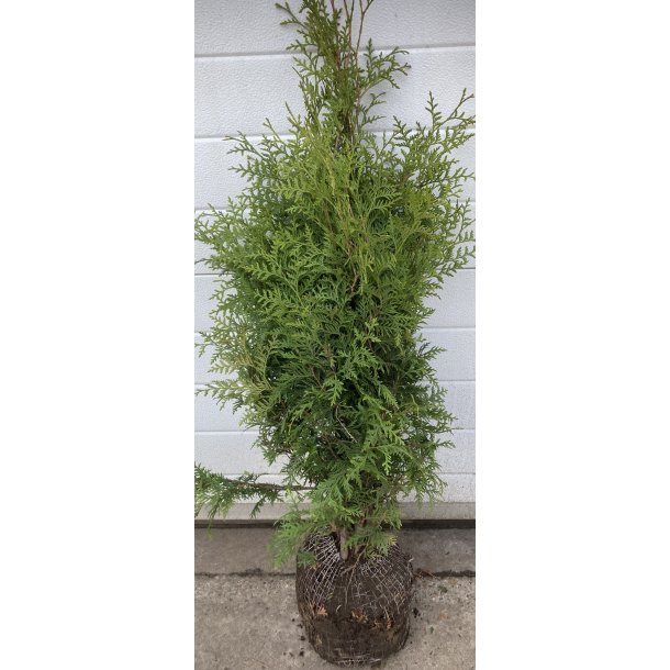 Thuja Brabant 80/100 cm. ST�RKT NEDSAT.