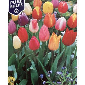 Tulipan mix STORK�B