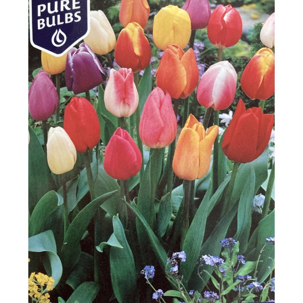 Tulipan mix STORK�B