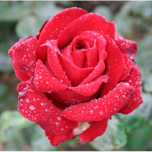 Ingrid Bergman - stor blomstrende rose.