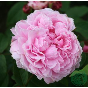 Jacques Cartier 80-120 cm