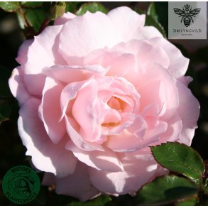 Jim The Viking - buketrose