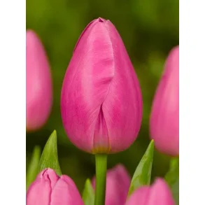 Jumbo pink