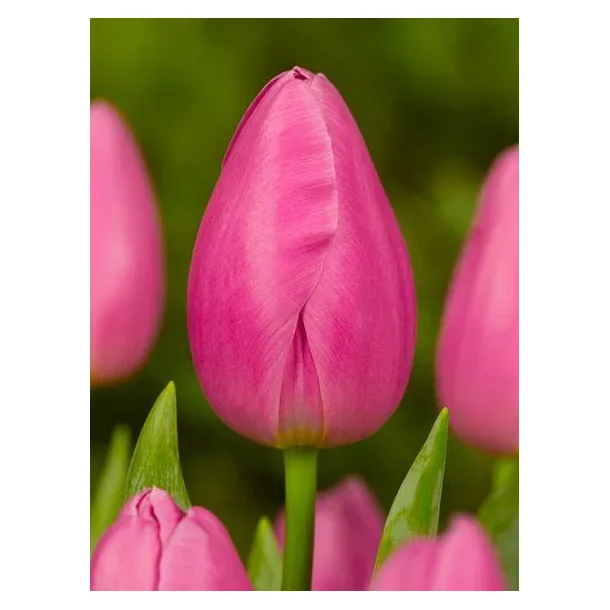 Jumbo pink