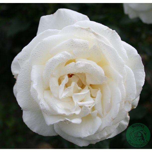 Karen Blixen - stor blomstrende rose.