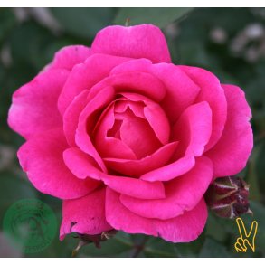 Kim Wall Minderose - buketrose