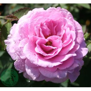 Lavender Ice- buketrose