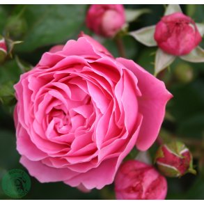 Leonardo da Vinci - buketrose.