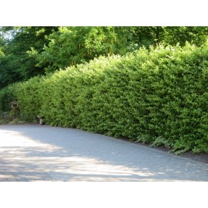 Liguster ''Liga'' Buskede 120/150 cm. 