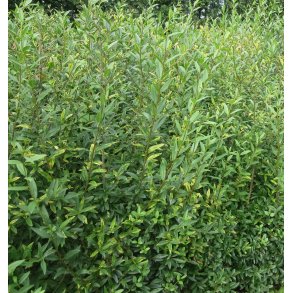Liguster Ovalifolium Frdighk 175/200 cm.