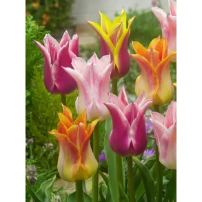 Lily flowring mix