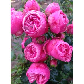 Lis N�rg�rd - buketrose.