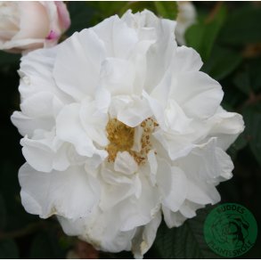 Louise Bugnet 60-100 cm.