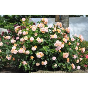 Mia Rosenmager - Busk rose - 150 -180 cm.