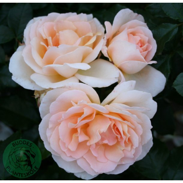 Morten Korch - stor blomstret rose.
