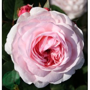 Olivia - Engelsk rose